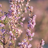 Flowering heathland